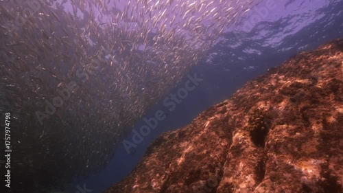 a massive school of sardines shimmering brilliantly beneath the sunlight. The silver fish move in perfect unison just below the ocean surface