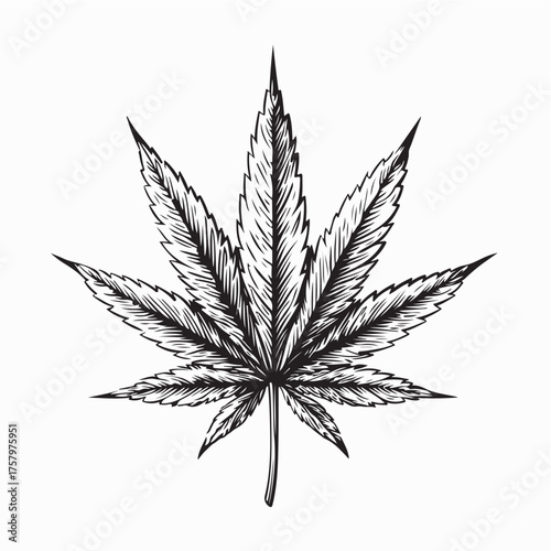 Cannabis Leaf Black and White Vector Illustration on white background