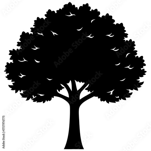 Silhouette of a sycamore tree with dense foliage