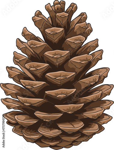 Realistic pine cone, natural texture, botanical illustration, conifer seed pod, brown woody scales, forest element, vector art, nature detail, seasonal design