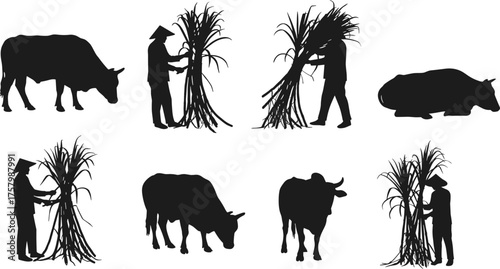"Vector silhouettes of farmers harvesting sugarcane with cows in rural agricultural field, traditional Asian village farming lifestyle illustration"