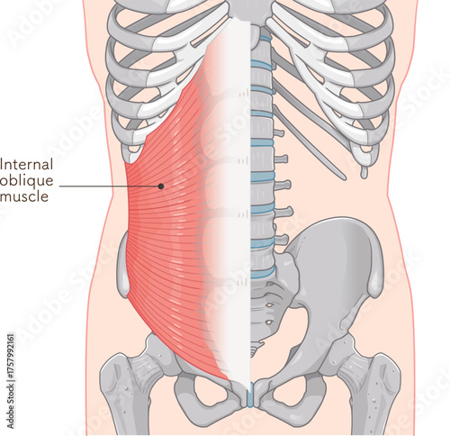 内腹斜筋のイラストinternal oblique muscle illustration