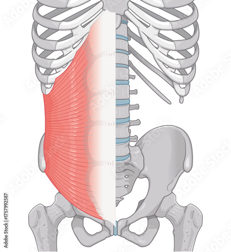 内腹斜筋のイラストinternal oblique muscle illustration