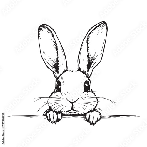 black peeking rabbit head silhouette vector, peeking rabbit head vector illustration 