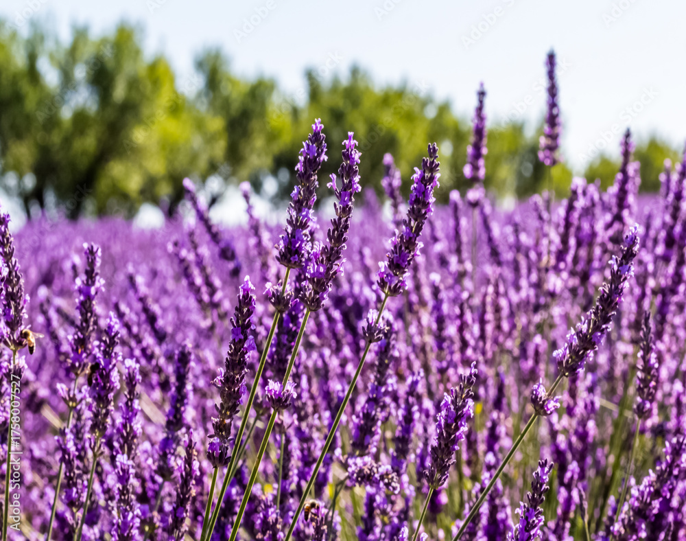 Naklejka premium Lavande
