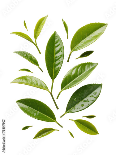 Glossy emerald green tea leaves on white background