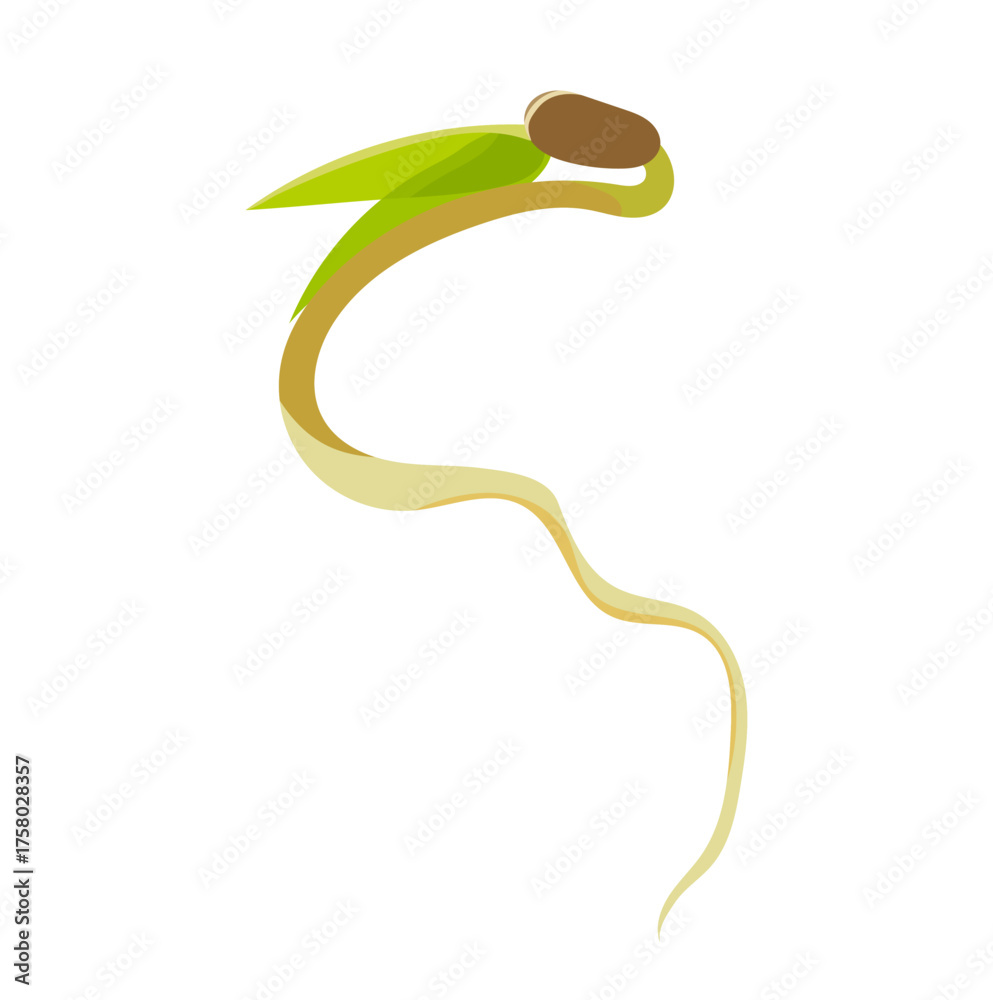 Fototapeta premium Mung Bean Sprouted Seedling Illustration Isolated on White Background