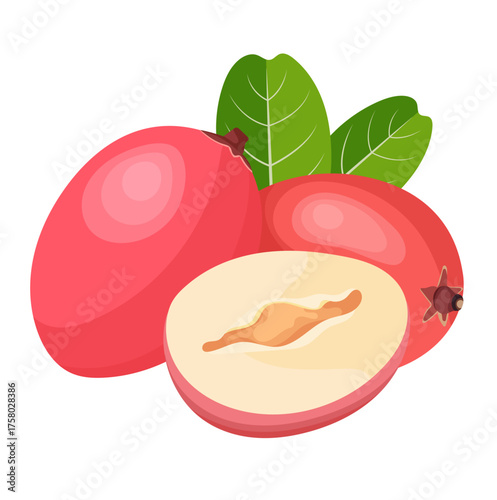 Carissa Macrocarpa or Natal Plum Fruits Illustration Isolated on White Background