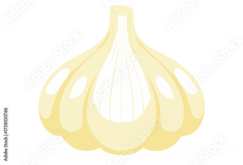 Stylized vector illustration of a whole fresh garlic bulb