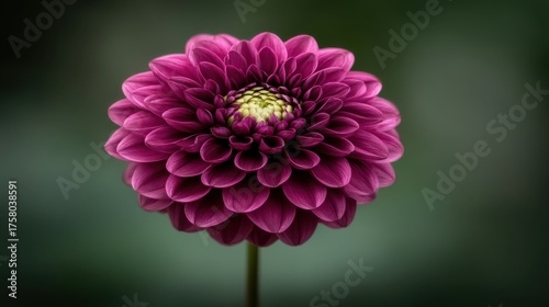 Blooming purple dahlia flower nature garden close-up photography lush background bright colors serenity concept