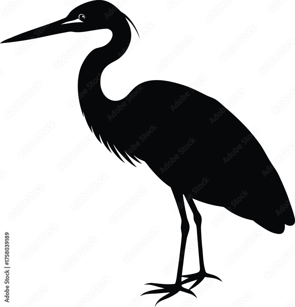 Fototapeta premium great blue heron ardea cinerea