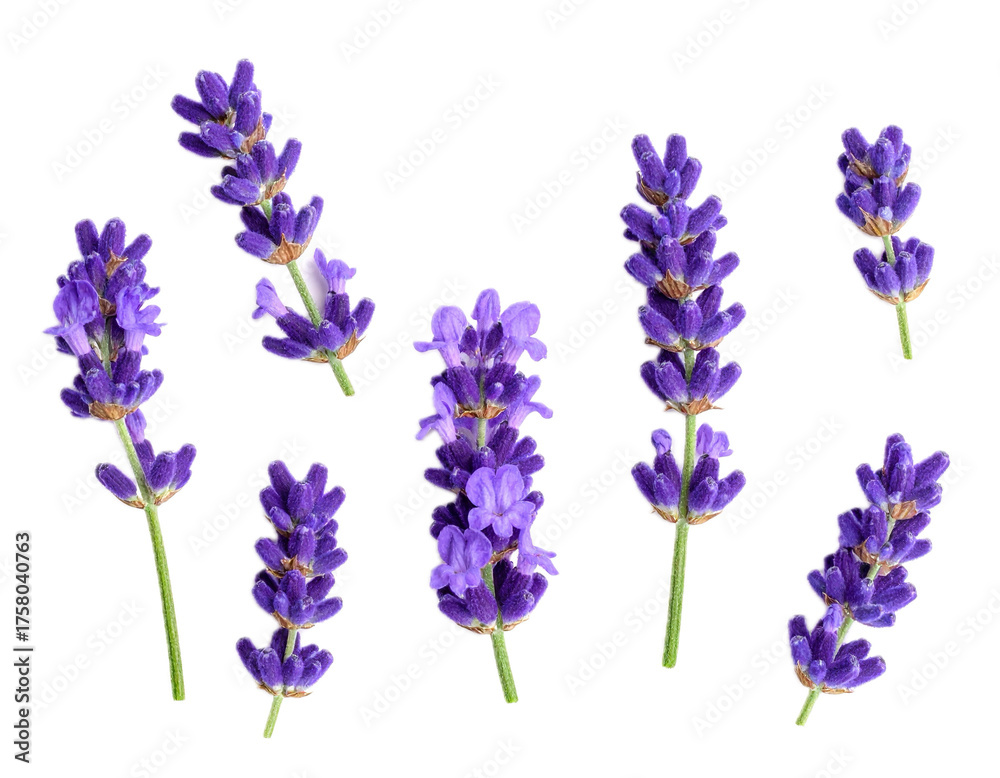 Obraz premium Top view lavender isolated on white 