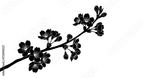 Black silhouette of a blooming cherry blossom branch against a white background (1)