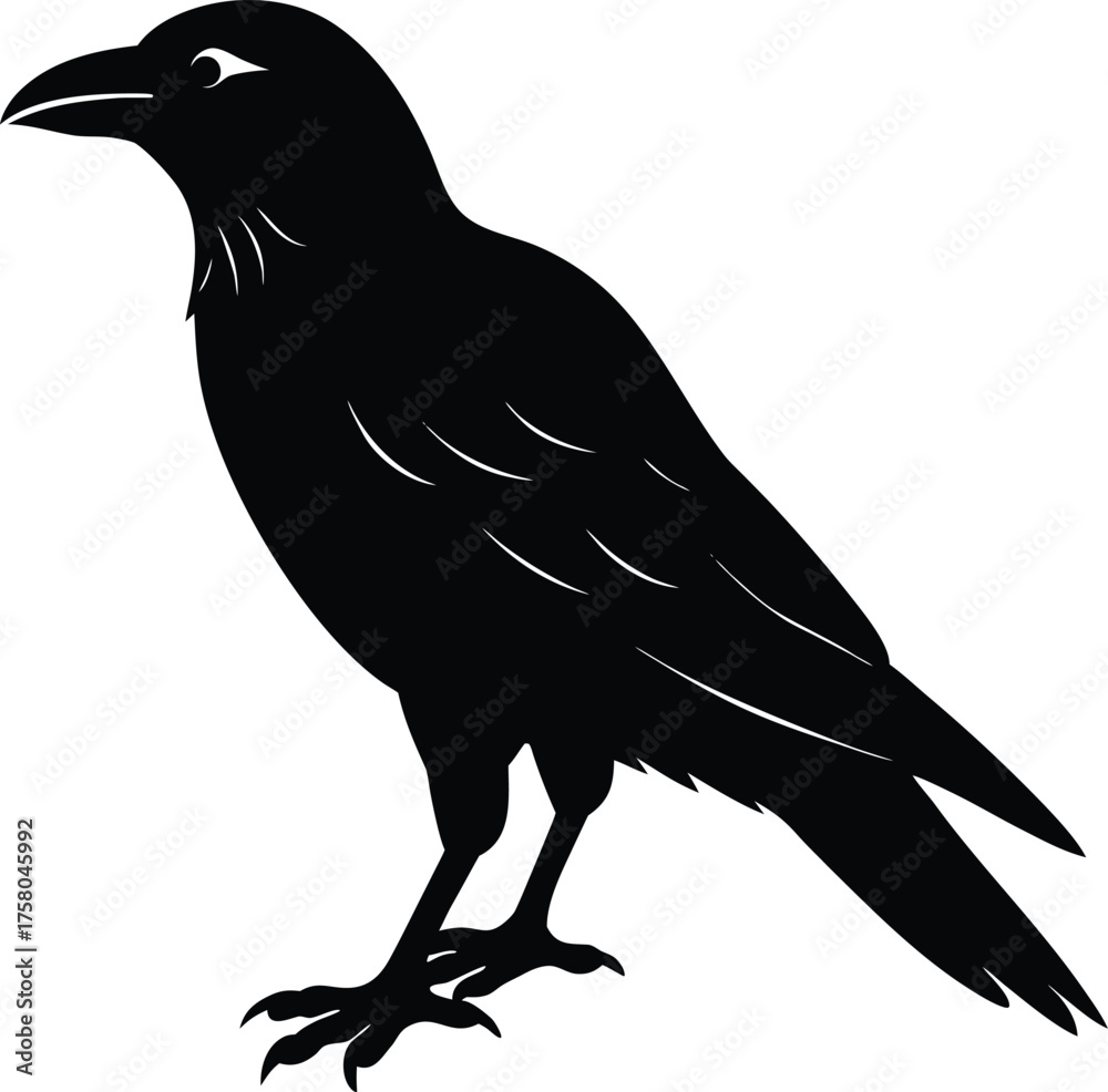 Fototapeta premium Black raven or crow silhouette vector illustration of a wild bird in flight with wings spread on white
