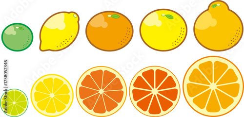Citrus Fruit Comparison Vector Illustration