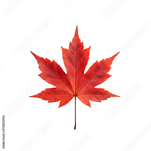 maple leaf isolated on white