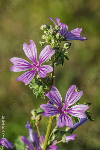 Closeup view of purple pink malva sylvestris flowers aka common mallow or cheeses blooming outdoors on natural meadow background