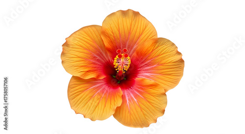 Wallpaper Mural Exquisite hibiscus flower isolated on transparent background, showcasing its vibrant hues and delicate structure Torontodigital.ca