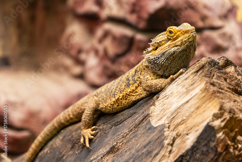 Close-up of a bearded dragon resting on a piece of wood, showcasing its intricate scales and textures