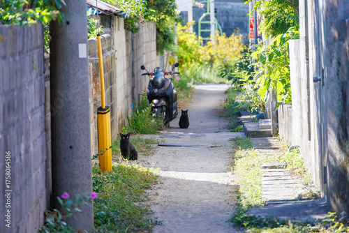 Wallpaper Mural 島の守り神の美しい猫たち。 沖縄県島尻郡慶良間諸島座間味島-2025 沖縄本島から40km西方にある諸島。 大小30以上の島々からなる島嶼群は全体が国立公園に指定されている。 珊瑚礁の海、白い砂浜、緑の山地は世界屈指の美しさ。 多くの貴重な動植物が生息している。  Torontodigital.ca