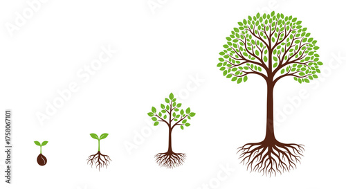 The visual representation of plant growth from a seed to a fully developed tree.