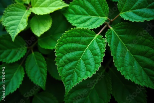 Deep green leaves with complex vein structures create a rich, textured backdrop , intricate, plant, forest