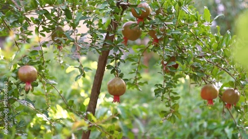 Large pomegranates are hanging on the pomegranate tree in the garden.