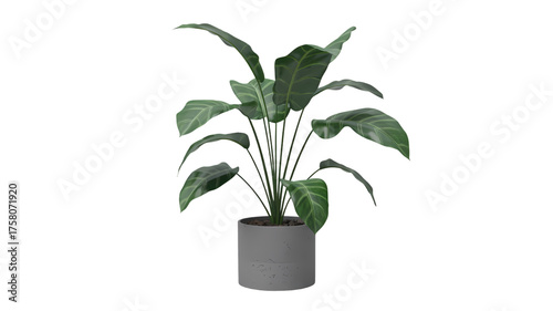 Green peace lily plant in a gray pot isolated on transparent background