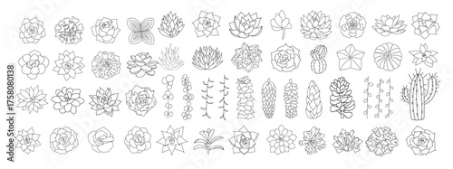 Succulent and cacti vector set. Hand drawn desert flower illustration in doodle style. Set plants with black outline. Silhouette succulents on a white background. Echeveria, aloe and cactus