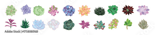 Succulent echeveria and cactus vector set. Hand drawn desert flower illustration in flat and doodle style. Collection house plants for print and design. Isolated elements on a white background