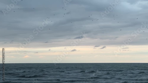 seagulls on the beach