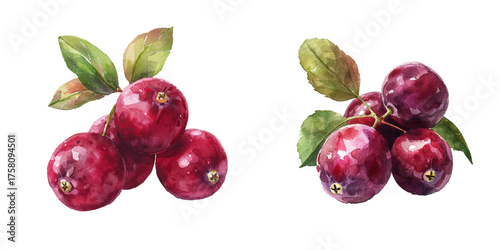 cute cranberry watercolor vector illustration