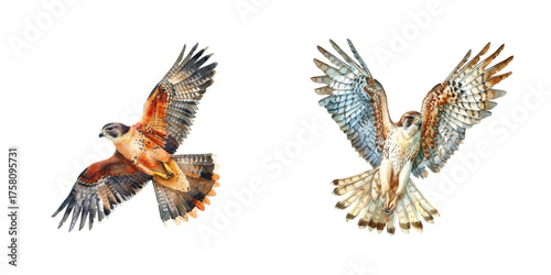 flying falcon watercolor vector illustration