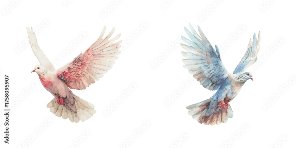 Fototapeta premium flying dove watercolor vector illustration