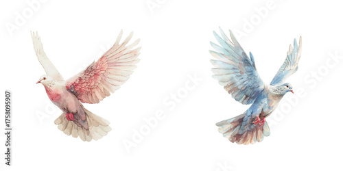 flying dove watercolor vector illustration