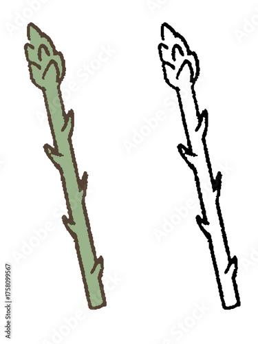 手描きのアスパラガス