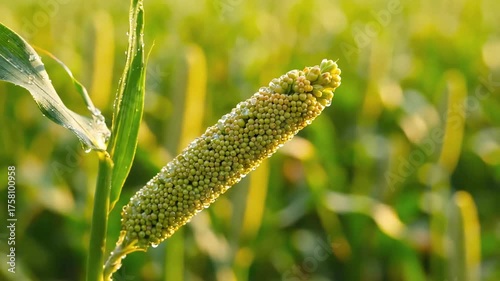 Closeup of a vibrant green millet plant head in a sunlit agricultural field showcasing healthy growth and natural beauty.