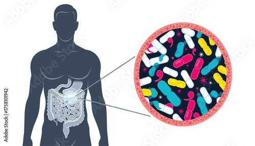 Illustration of human digestive system showing gut microbiome with colorful bacteria and microbes
