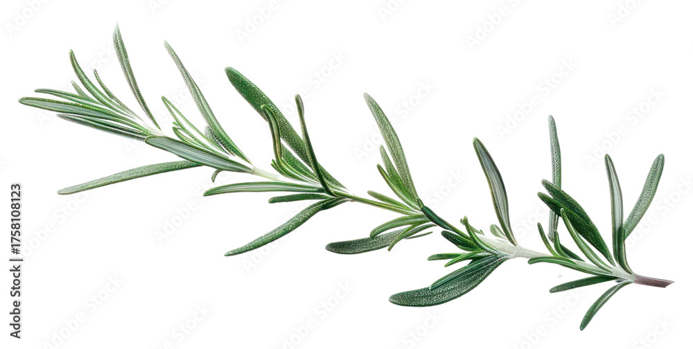 Fototapeta premium PNG Fresh rosemary herb sprig
