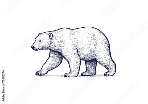 Polar Bear hand drawn simple engraved vector illustration