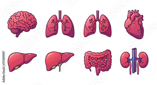 A vector illustration set of human internal organs
