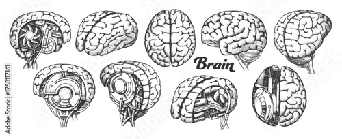 Collection of Pixelated Brain Silhouettes in Various Views