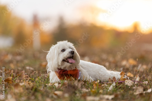Coton de Tulear dog lying in autumn leaves at golden hour
