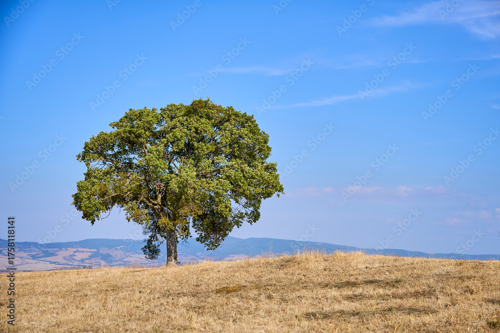 Fototapeta premium Plant in the fields, Tuscany, Italy