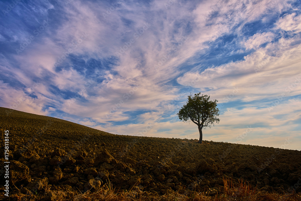 Fototapeta premium Plant in the fields, Tuscany, Italy