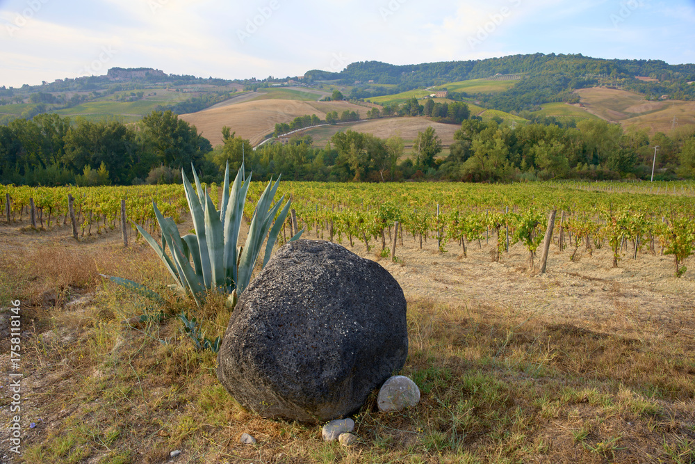 Fototapeta premium Odmiana winogron z agawą, Toskania, Włochy