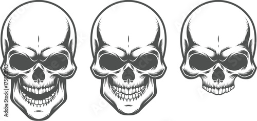 Three Skulls In Different Sizes human skull skeleton