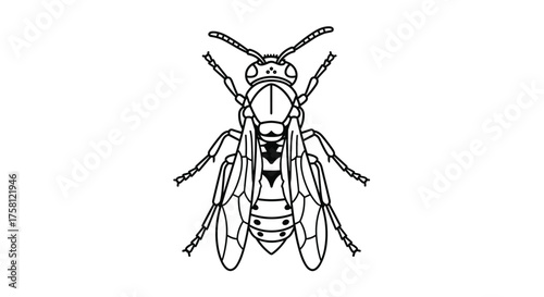 Anatomical illustration of a wasp showcasing its segmented body detailed with antennae wings and legs.