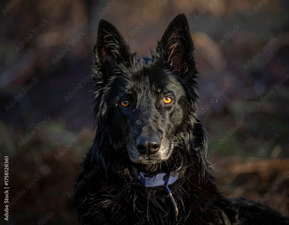 Fototapeta premium Black Wolf – Dark Forest Portrait