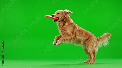 Energetic Golden Retriever Dog Jumps Playfully and Rears Up in Studio on a Green Screen.